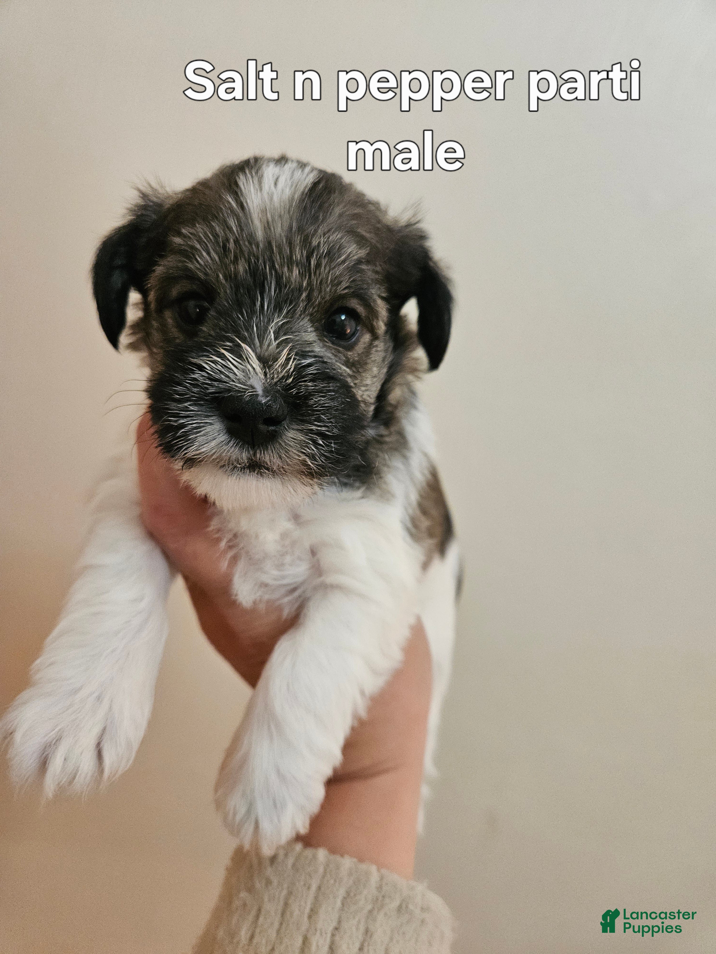 Miniature Schnauzer dogs Salt n pepper parti male - Ad 21