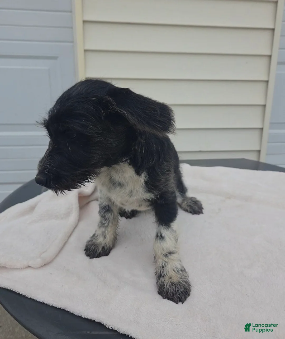 Mini Aussiedoodle dogs for sale: Whisker - Ad 10