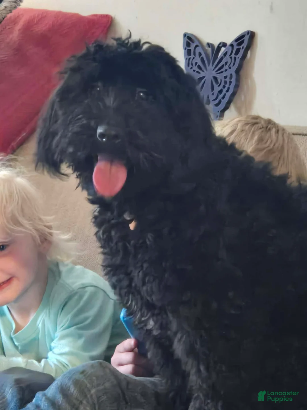 Mini Aussiedoodle dogs for sale: Minnie - Ad 1