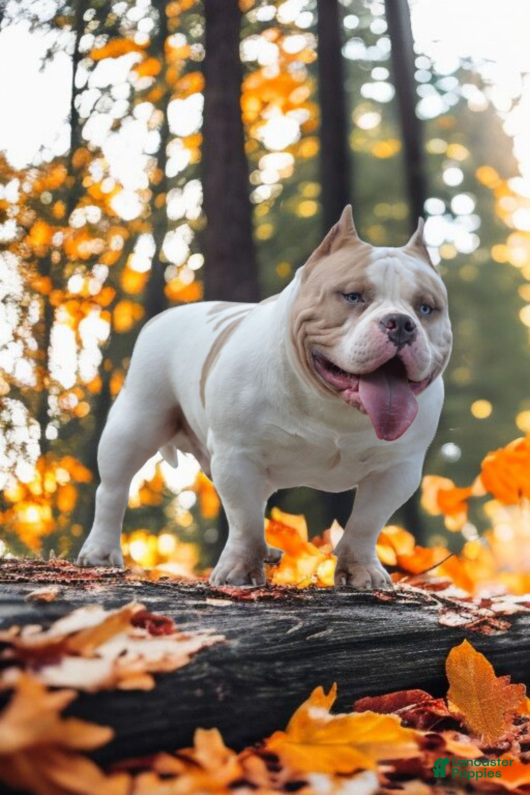 American Bully dogs for stud: American Bully 1 puppies - Ad 7