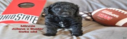 Mini Aussiedoodle dogs for sale: Minnie - Ad 2