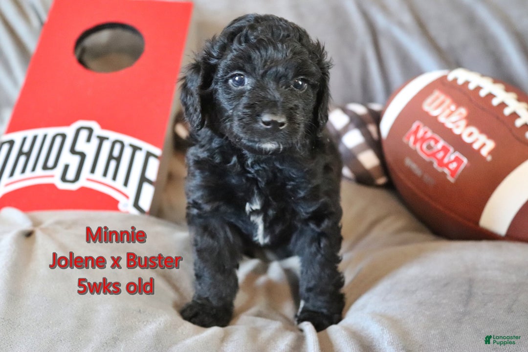 Mini Aussiedoodle dogs for sale: Minnie - Ad 2