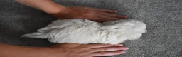 Maltipoo dogs for sale: Archie - Ad 14