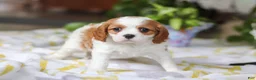 Cavalier King Charles Spaniel dogs for sale: Willow - Ad 7