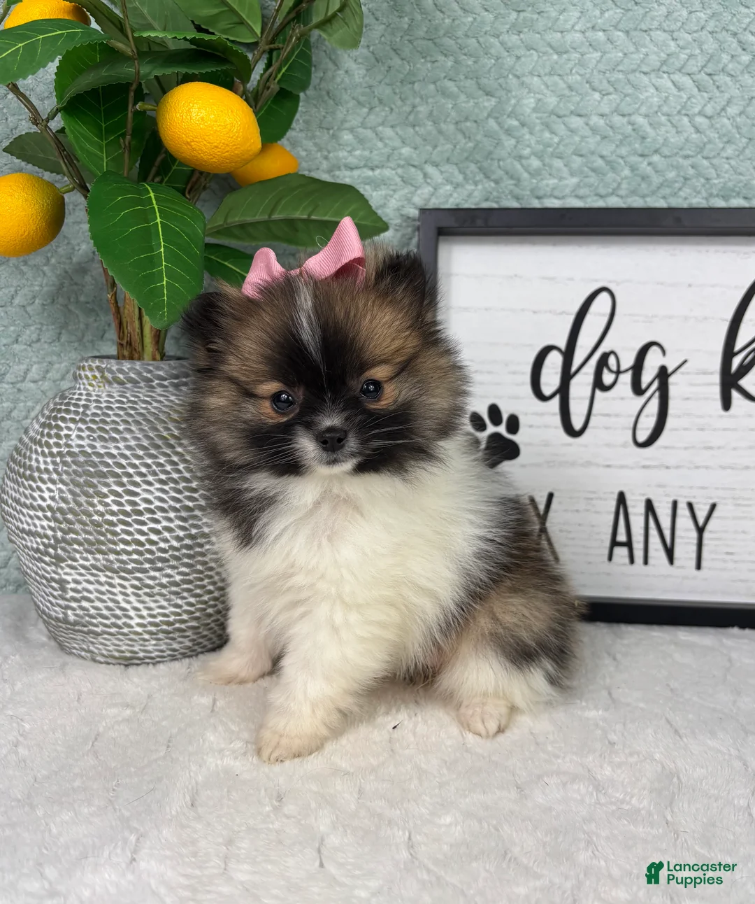 Pomeranian dogs for sale: Penelope  - Ad 4