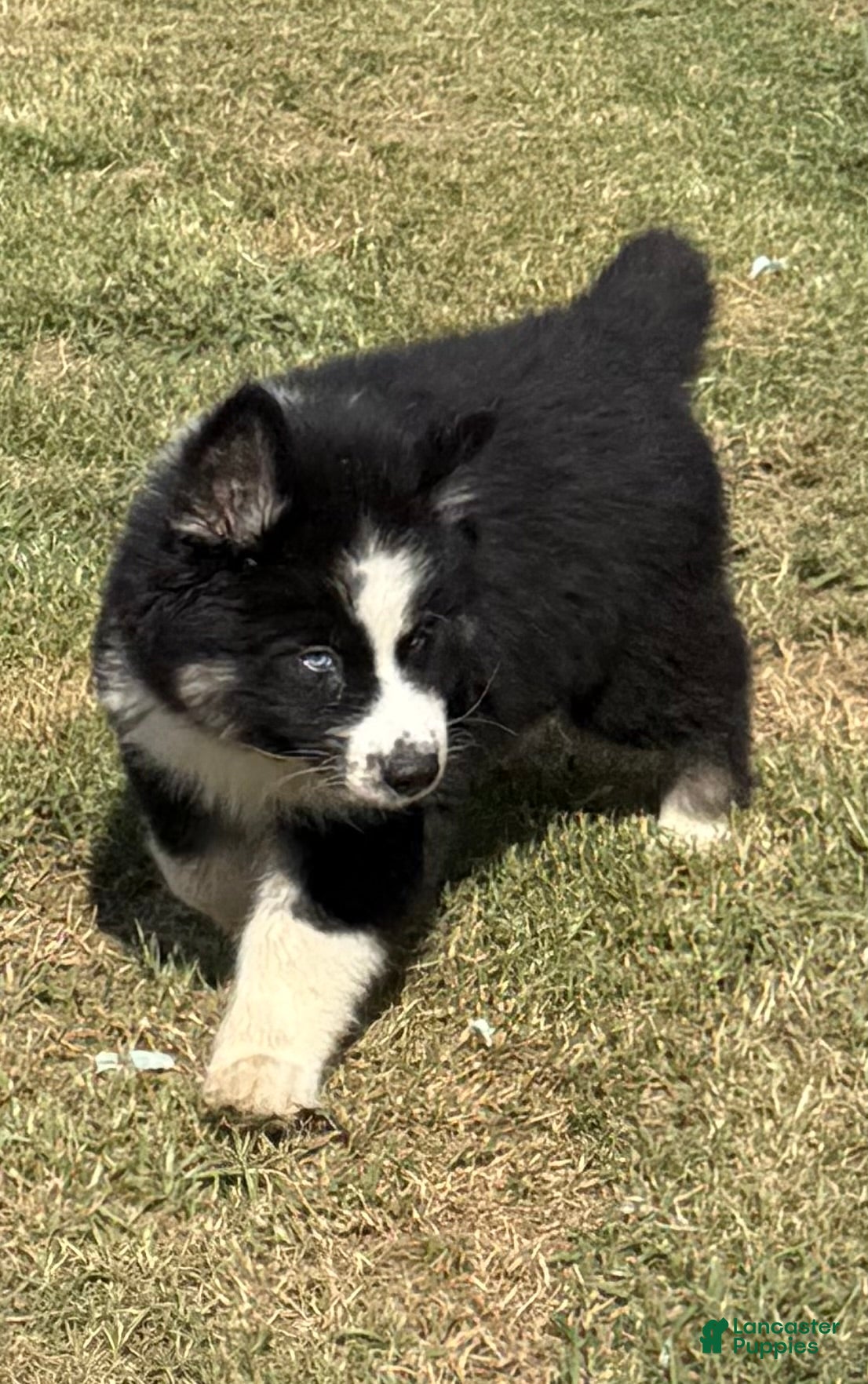 Gerberian Shepsky dogs for sale: Rip - Ad 2