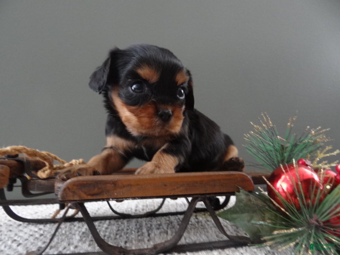 Cavalier King Charles Spaniel dogs for sale: Rhett - Ad 7