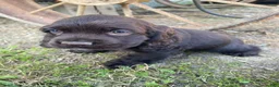 Cocker Spaniel dogs for sale: Tony - Ad 6