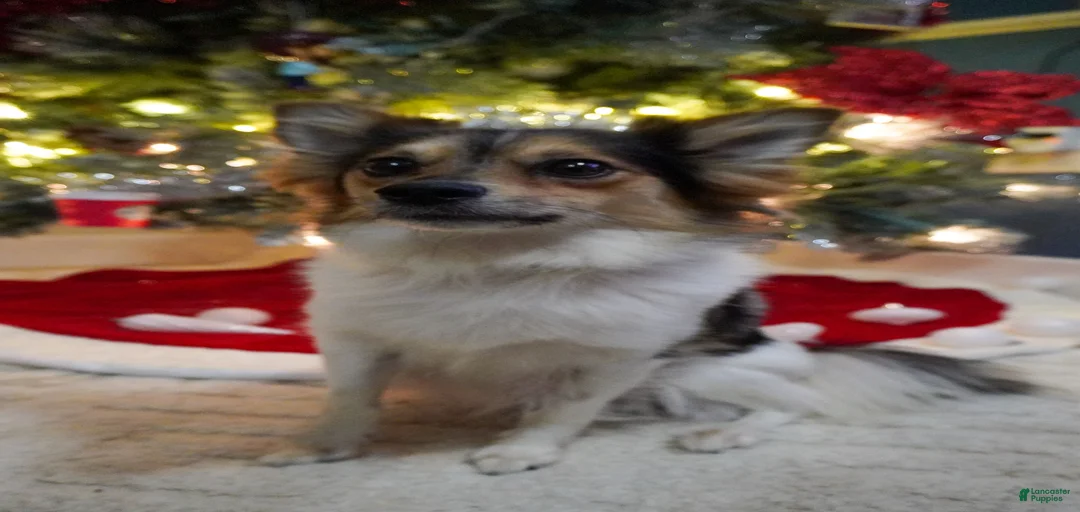 Gallery Image {{count}}