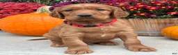 Irish Setter dogs for sale: Harrison - Ad 11