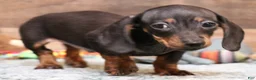 Miniature Dachshund dogs for sale: Billy black/tan smoothcoat with brindle markings - Ad 4
