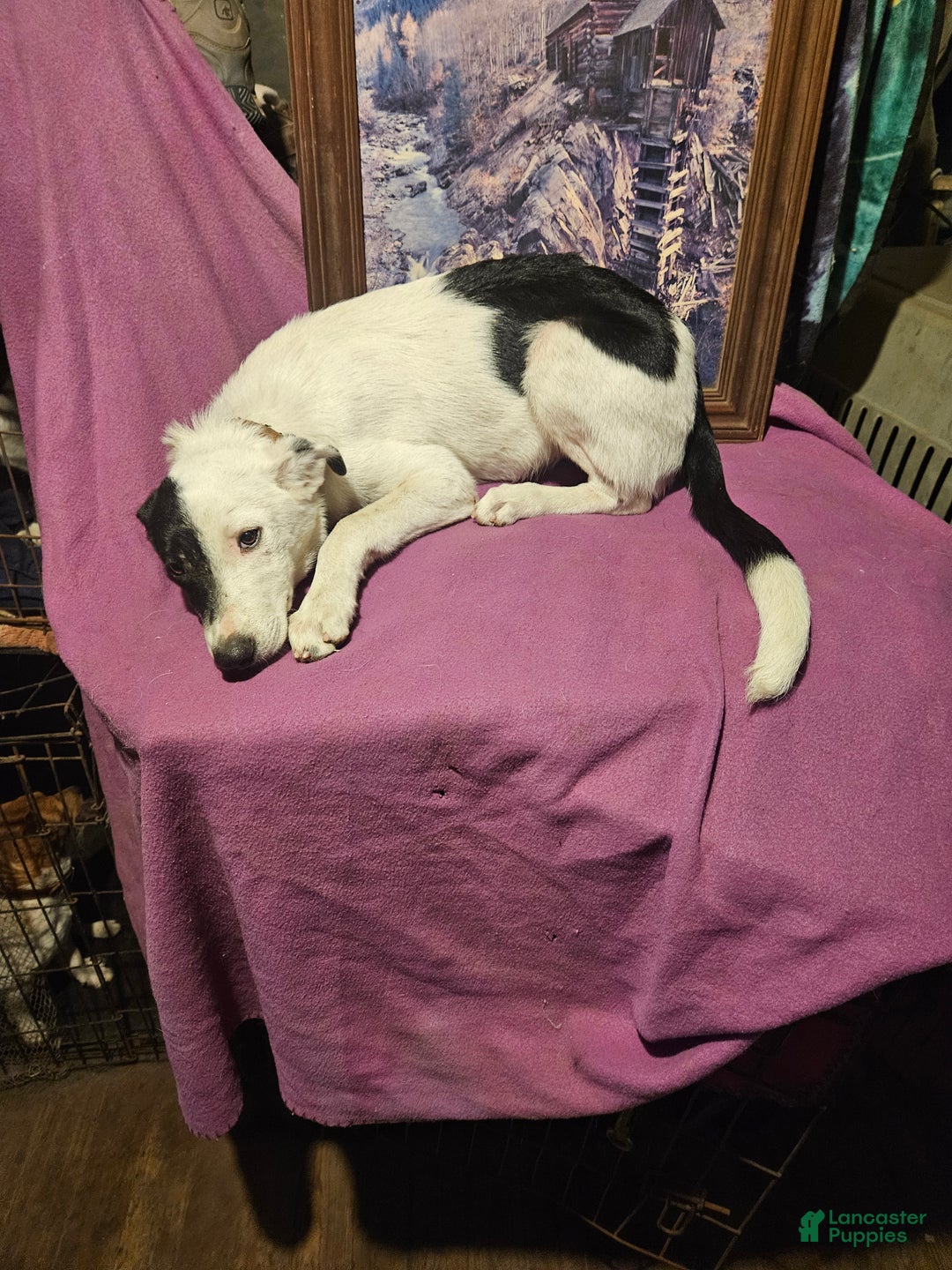 Border Collie dogs for sale: Dreami (Runt) - Ad 43