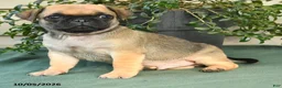 Jug dogs for sale: Buddy - Ad 2