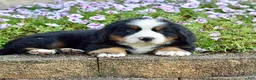 Bernese Mountain Dog dogs for sale: Mr. Benjie - Ad 5