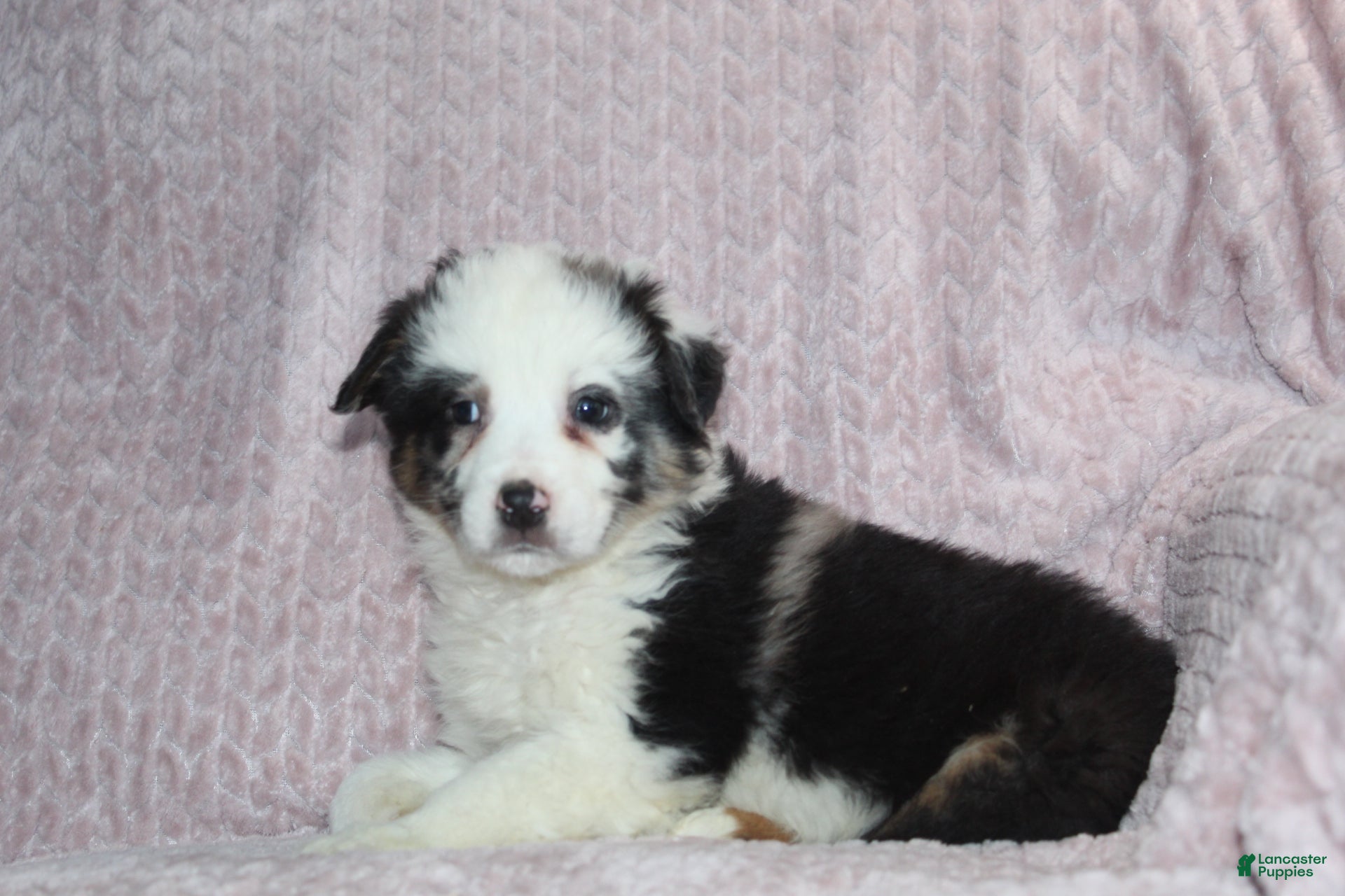 Australian Shepherd dogs Paxton - Ad 2