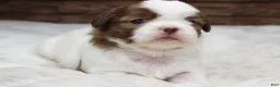 Shih Tzu dogs for sale: Millie - Ad 1