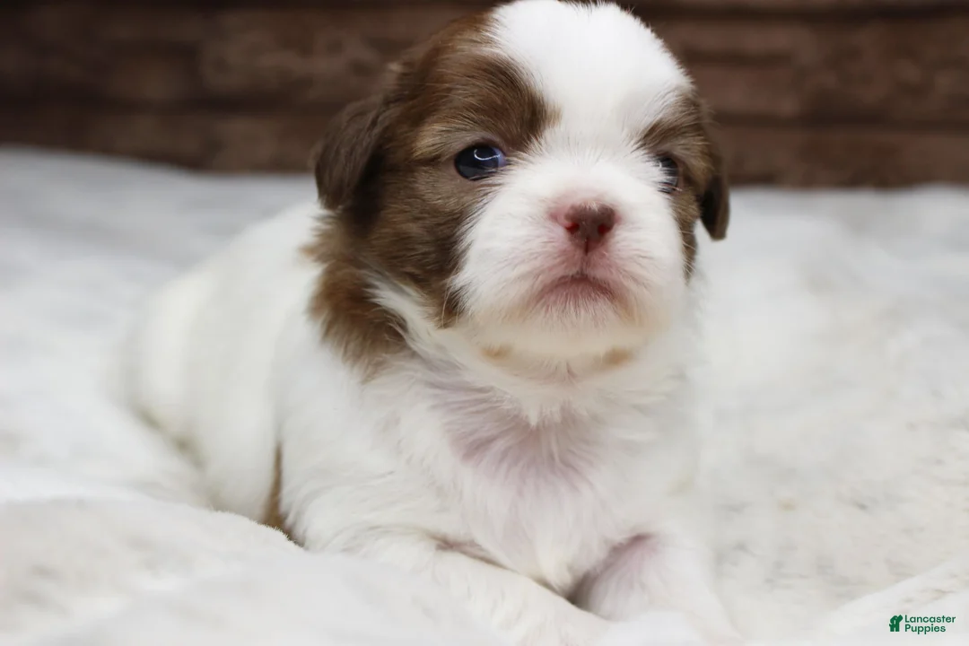 Shih Tzu dogs for sale: Millie - Ad 1