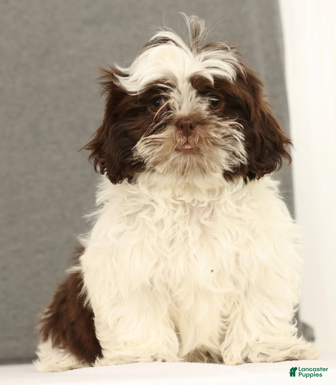 Shih Tzu dogs for sale: Elmo - Ad 5