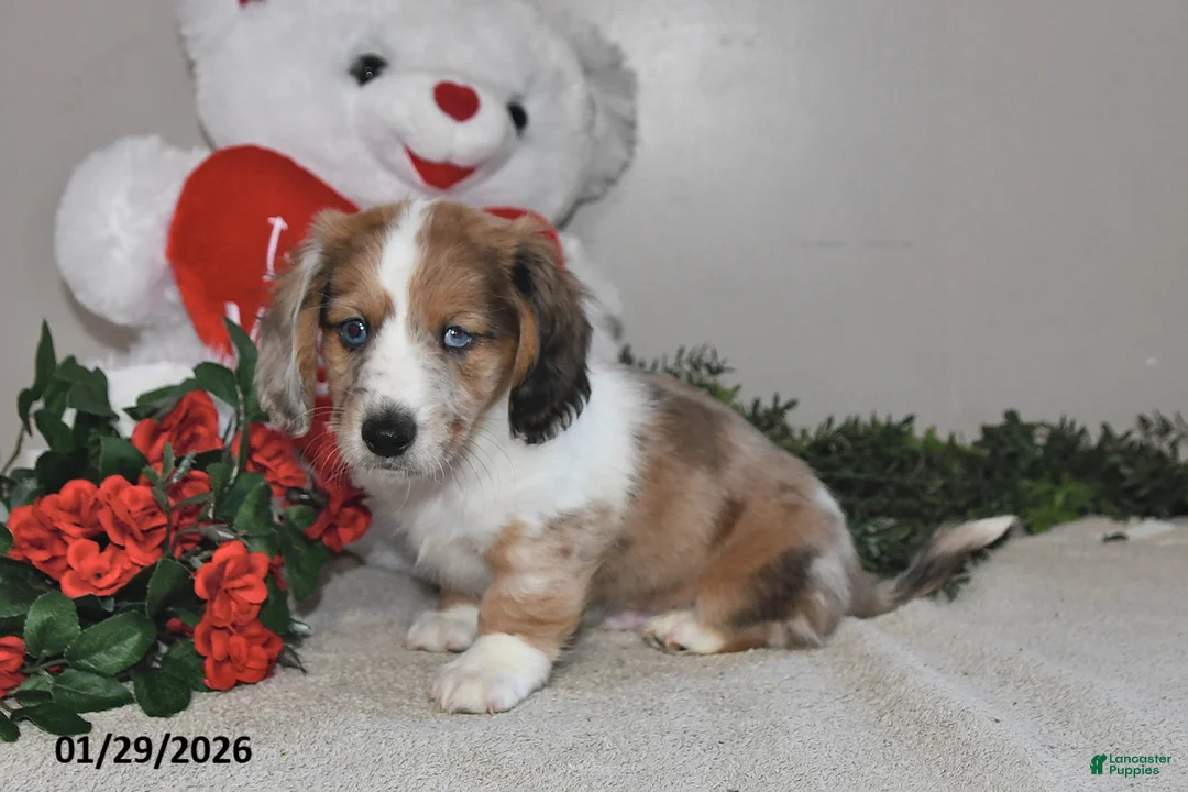 Miniature Dachshund dogs for sale: Gordan - Ad 4