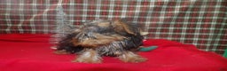 Yorkshire Terrier dogs for sale: Ace - Ad 5