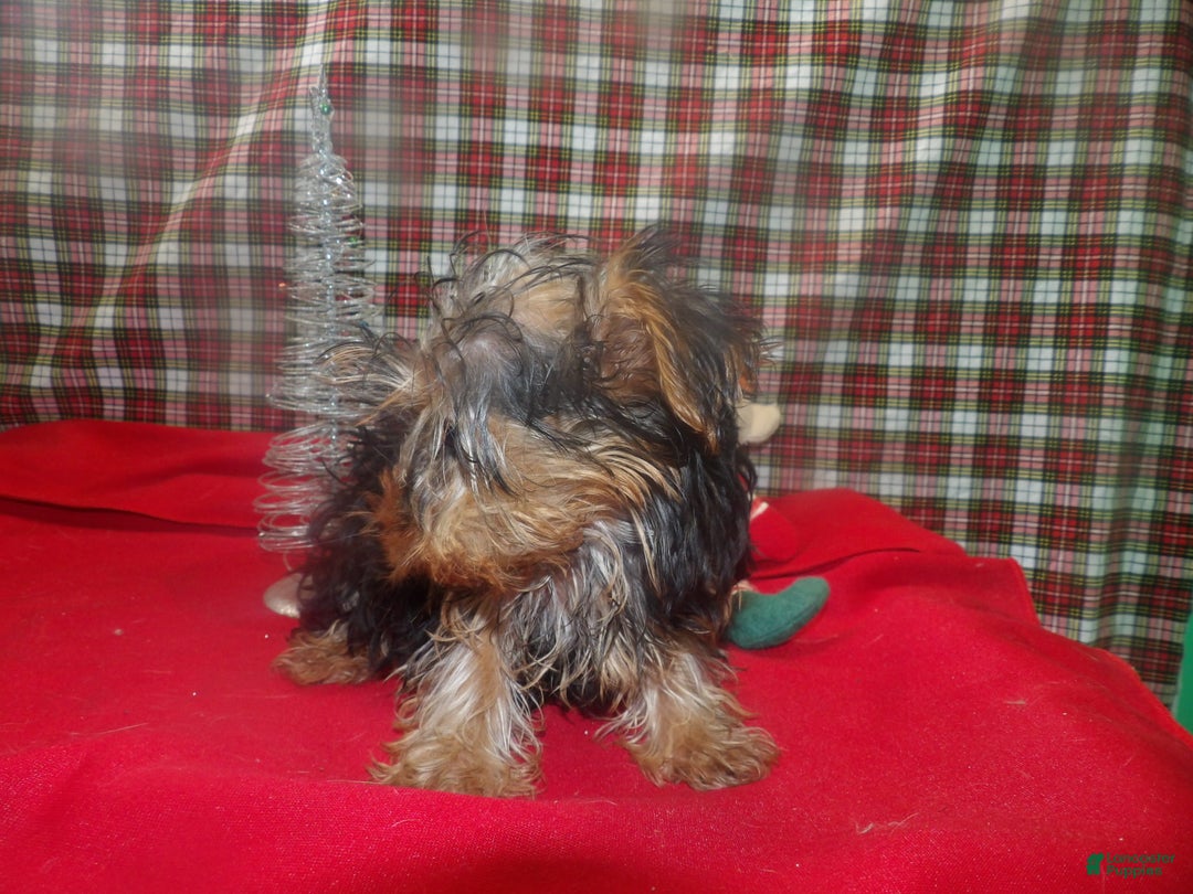 Yorkshire Terrier dogs for sale: Ace - Ad 5