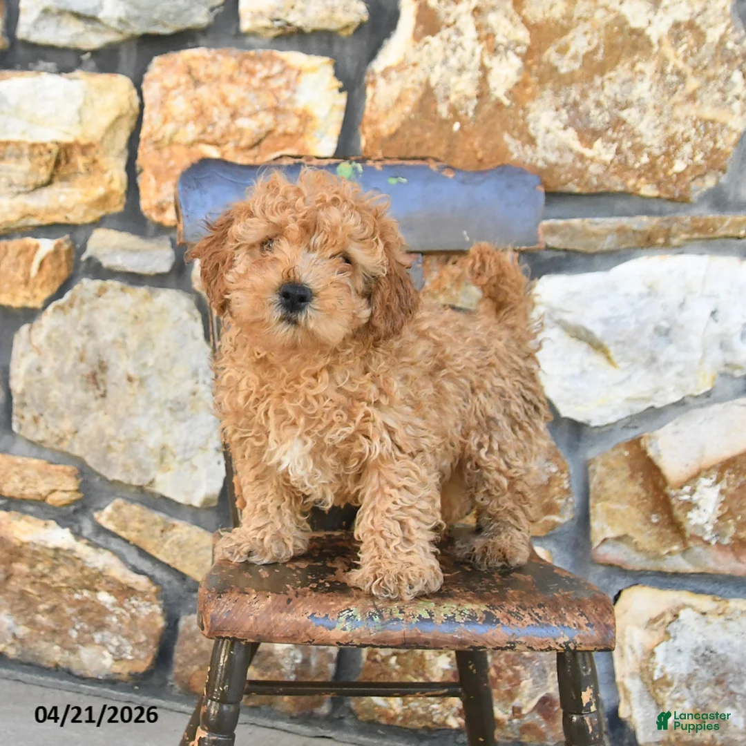 Cockapoo dogs for sale: Teddy - Ad 1