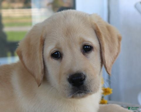 Labrador Retriever dogs for sale: Maverick- English Champion lines - Ad 2