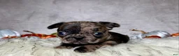 Mixed Breed dogs for sale: Mr. Beau  - Ad 9