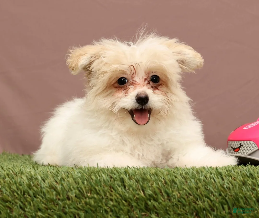 Teddy Bear dogs for sale: Quinn - Ad 2