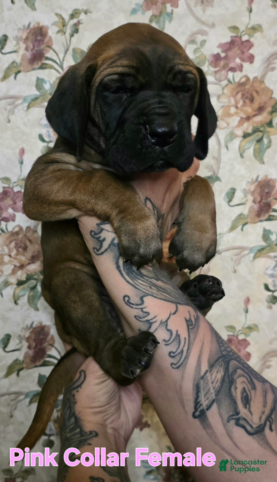Great Dane dogs for sale: Pink Collar Female - Ad 6
