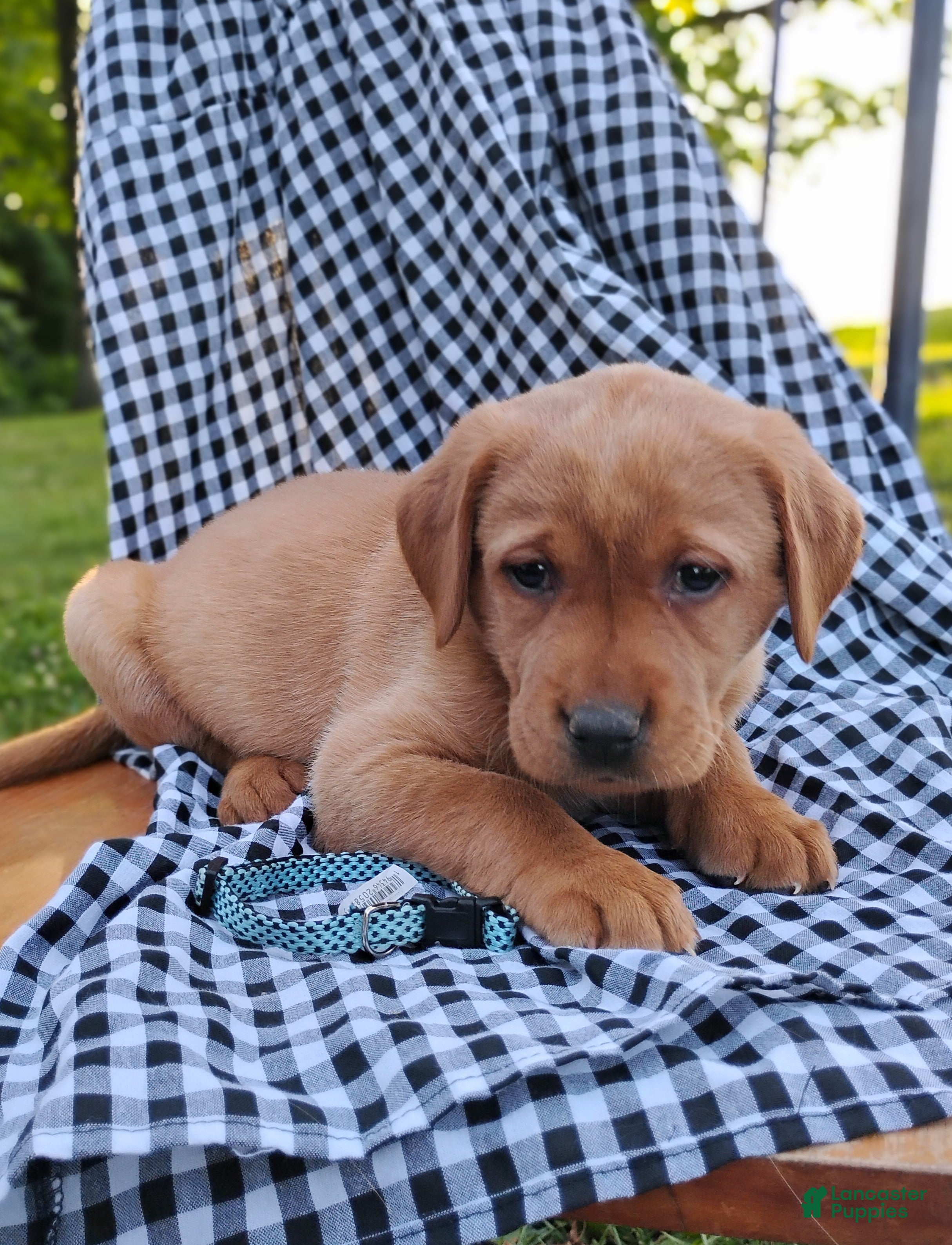 Labrador Retriever dogs for sale: Lainey - Ad 3