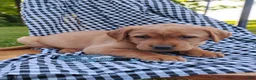 Labrador Retriever dogs for sale: Lainey - Ad 1