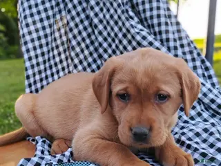 Labrador Retriever dogs for sale: Lainey - Ad 3