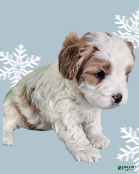 Cavapoo dogs Cavapoo Puppy 3 - Ad 31