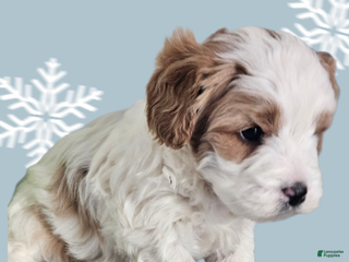 Cavapoo dogs Cavapoo Puppy 3 - Ad 39