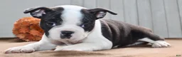 Boston Terrier dogs for sale: Chester Male Boston Terrier - Ad 7