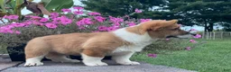 Welsh Corgi Pembroke dogs for sale: Welsh Corgi Pembroke 3 - Ad 4