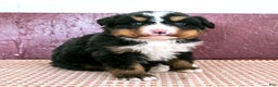 Bernese Mountain Dog dogs for sale: Will - Ad 3