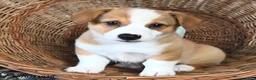 Welsh Corgi Pembroke dogs for sale: Buddy  - Ad 3