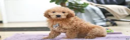 Goldendoodle dogs for sale: Maverick - Ad 3