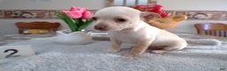 Chihuahua dogs for sale: Chihuahua Puppy 2 Brownie - Ad 2