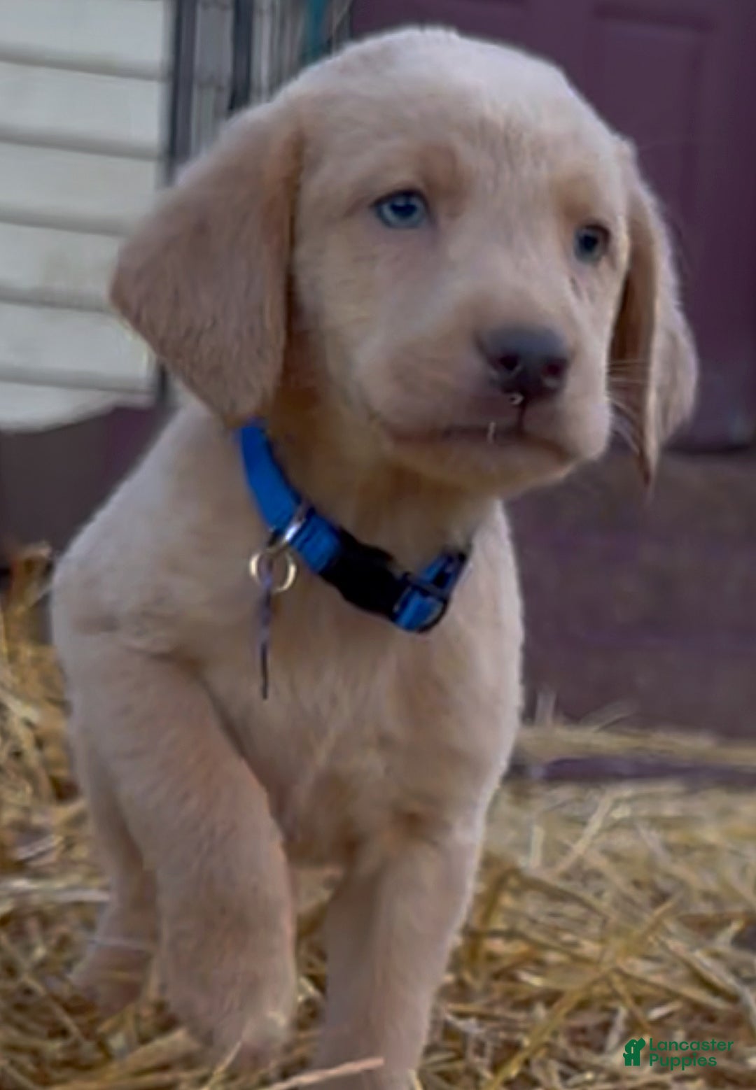 Labrador Retriever dogs for sale: Labrador Retriever Puppy 2 - Ad 24