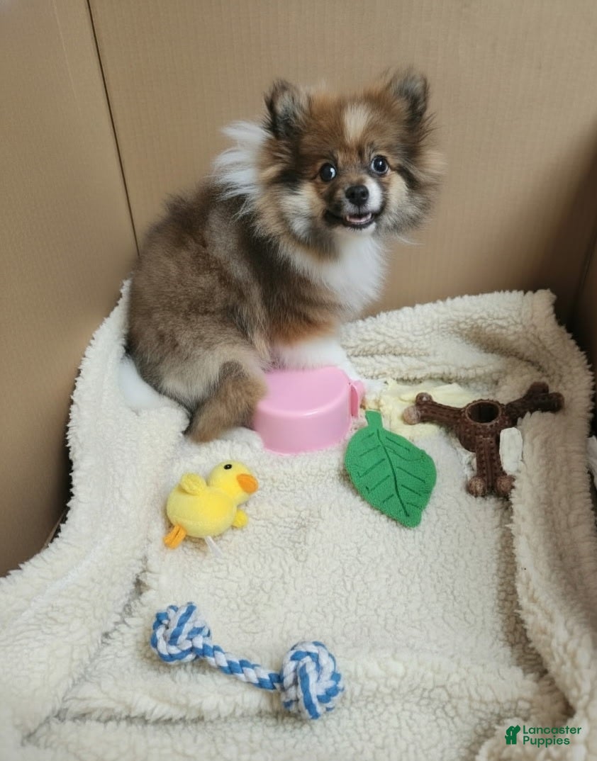 Pomeranian dogs Mia  - Ad 5
