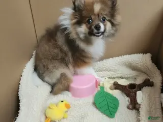 Pomeranian dogs Mia - Ad 5