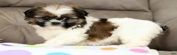 Shih Tzu dogs for sale: Skye - Ad 7