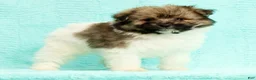 Pomapoo dogs for sale: Gabby - Ad 5