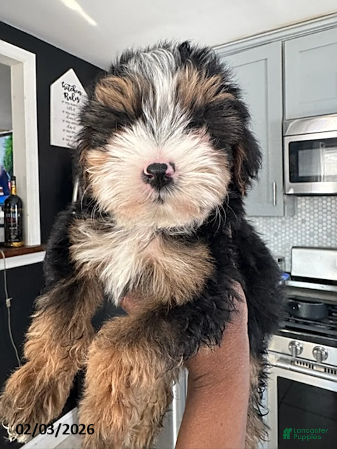 Yorkiepoo dogs for sale: Buddy - Ad 1