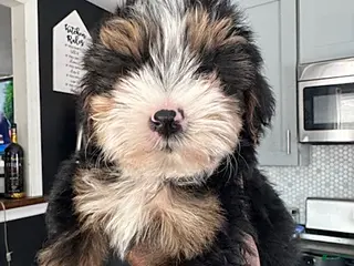 Yorkiepoo dogs Buddy - Ad 1