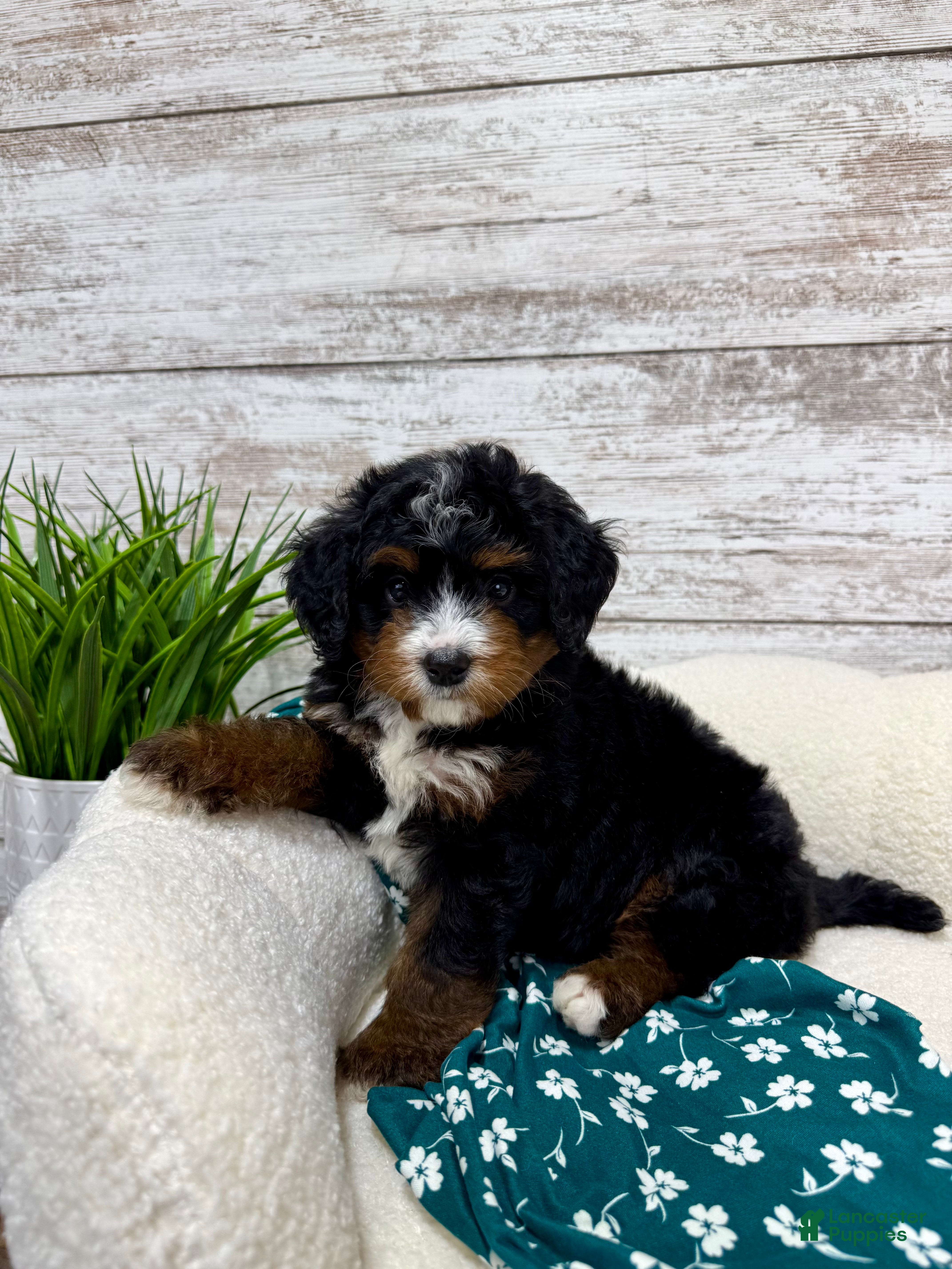 Mini Bernedoodle dogs 🐶 Bear - Ad 1