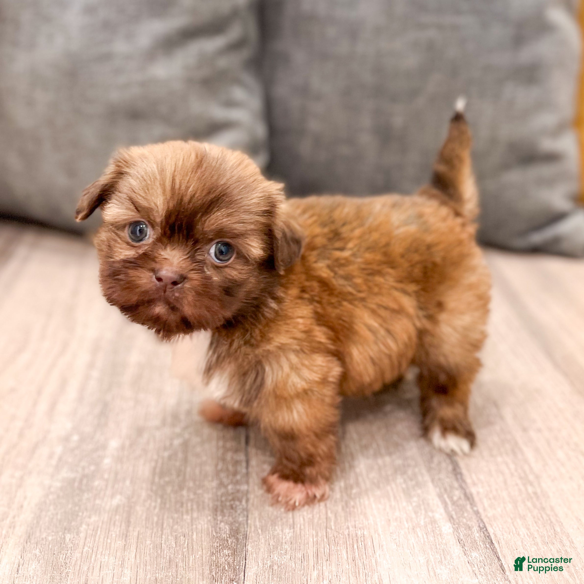 Shih Tzu dogs Frankie - Ad 2